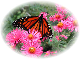 Aster 1257